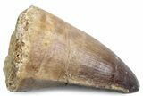 Fossil Mosasaur (Prognathodon currii) Tooth - Rare Type #384071-1